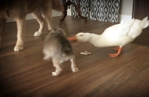 アヒルと犬が親友に09