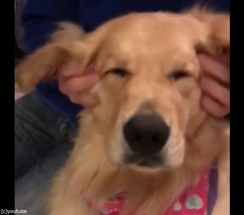 マッサージ大好き犬03