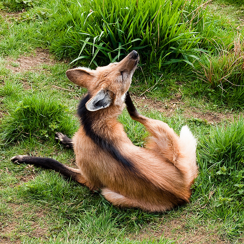 タテガミオオカミ10