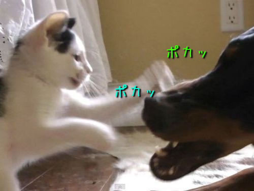 子猫vsドーベルマン