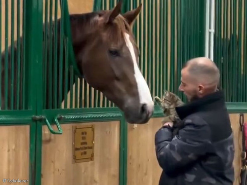 「猫と馬を会わせてみたら、相性は抜群だったようだ…」一瞬で相思相愛になる