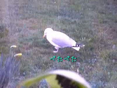 ­Ƨ�ߤ��륫���