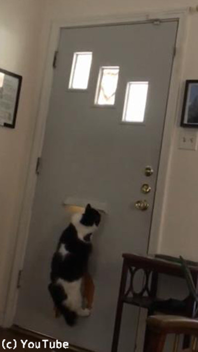 警備が厳しすぎる番猫03