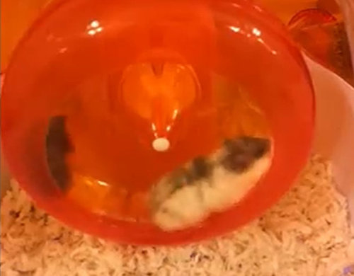 厳しさを学ぶ赤ちゃんハムスター01