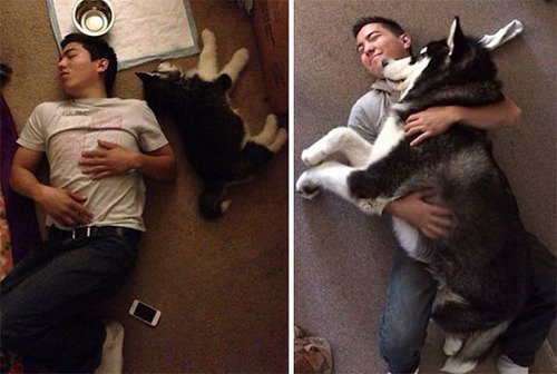 アラスカンマラミュートの大きさ10