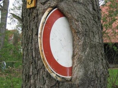 植物の生命力05