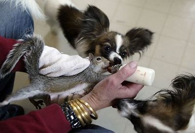 子犬の中にリスが一匹08