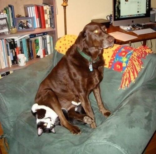 猫を屈服させる犬10