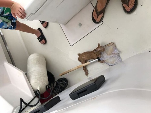 メキシコ湾で溺れていた子猫を救出01