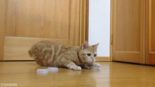 ǭ�����륭���ѡ�03