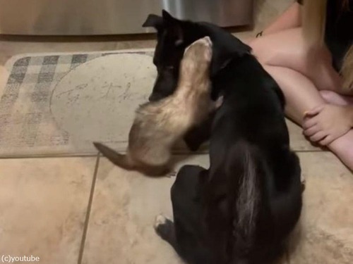 犬がフェレットとドキドキの出会い