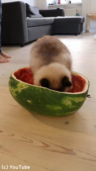 ǭ���Ƥʤ�ǤϤΥ٥åɤ�ȯ��01