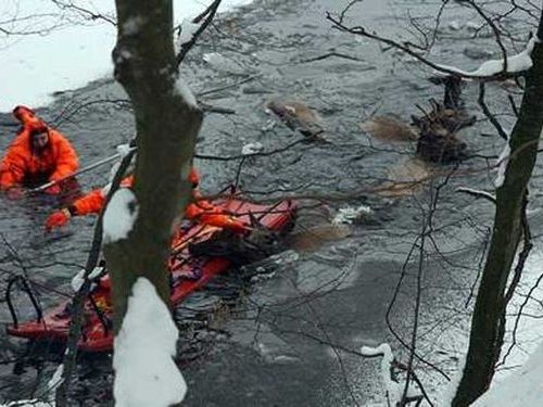 湖に落ちた鹿を救助00