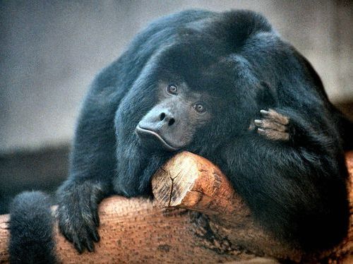 �ۥ�����