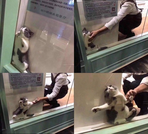 はさまっていないトカゲ01