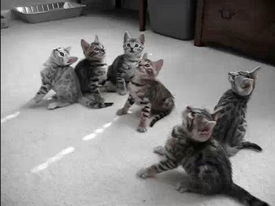 首くるくる子猫