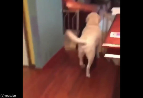 飼い主が出かけるのを嫌がる犬01