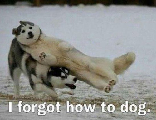 犬っぽくない犬11