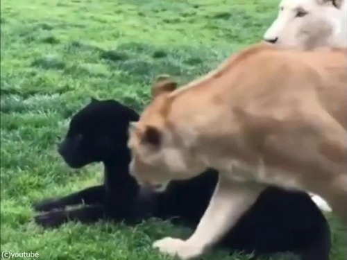 �礭�ʥͥ����Ϥ�ǭ00