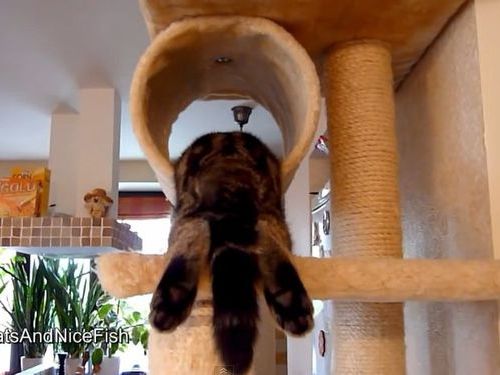 おかしな寝方の猫たち01