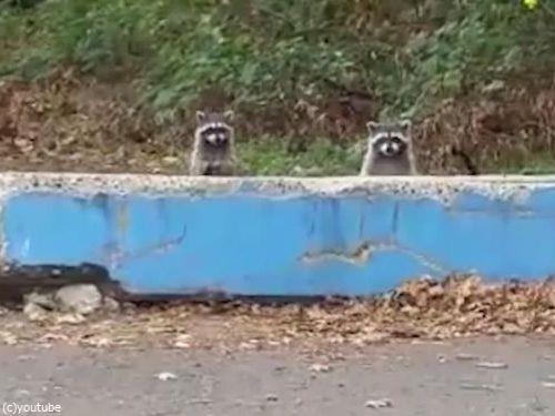 アライグマがモグラたたきみたいなことに03