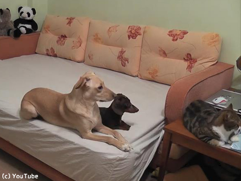 お留守番をする犬や猫たちを観察したら 良い子にしてた 動画 らばq