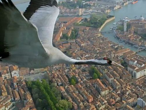 ベネチア上空の鳥