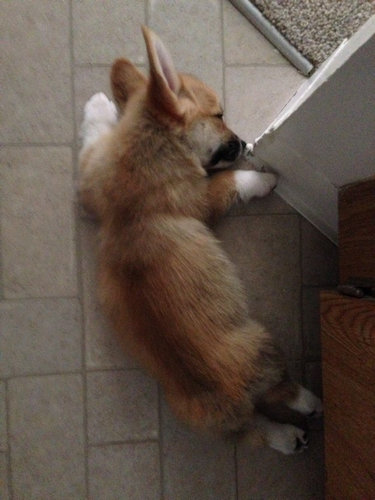 さんざん遊んだ後の犬たち17