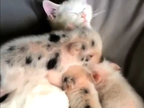 子ブタと猫