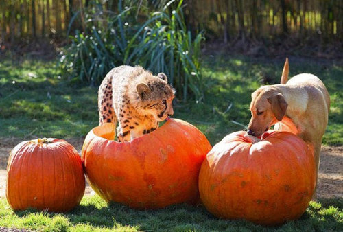 チーターと犬の友情11