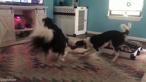 ����������礦3ɤ�Υ��꡼���ʤ󤫷ݽ�Ū03