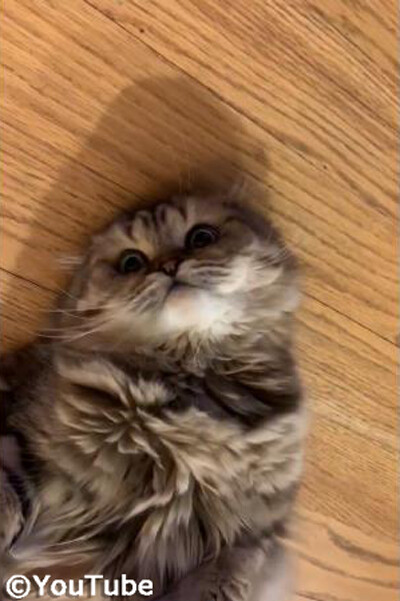 「ひとやすみニャ」 遊び疲れるニャンコ03