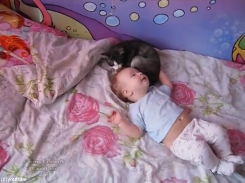 赤ちゃんをあやす猫02