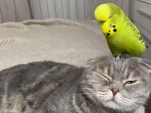 ǭƬξǥեեꤹ륤01