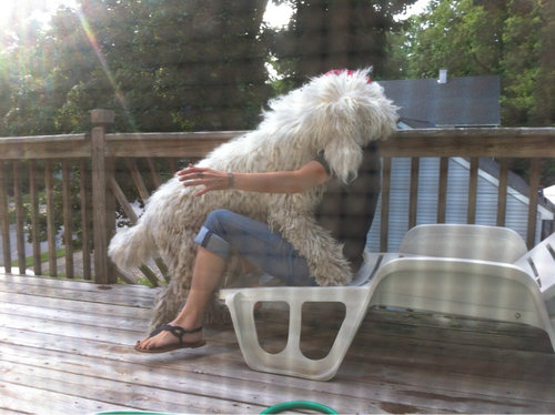 コモンドール04