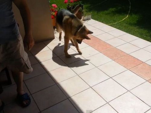 自分の影で遊ぶ犬01