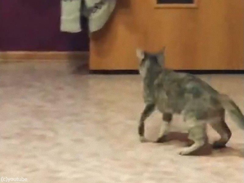 ダンサーのように華麗な猫 しっぽを追いかけて回転する 動画 らばq ダンサーのように華麗な猫 しっぽを追いかけて回転する 動画 らばq