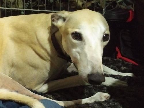 �֥֥�å��ե饤�ǡ��ǵ������ä���Τ��㤨����02