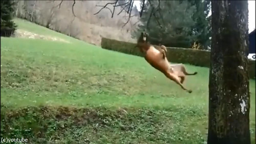 犬のダイナミックなひとり遊び05