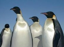 2.ペンギン(Penguin)