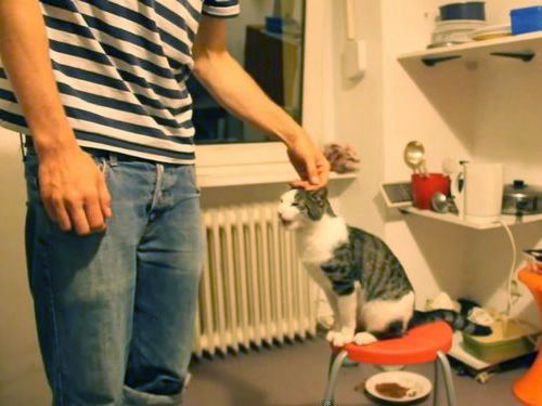 ハイタッチが得意な猫01