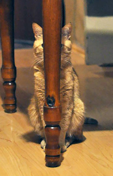 おかしな猫たち03