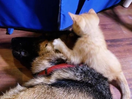 大きさは違えど…子猫と仲良しのシェパード02