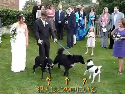 大事なウェディングドレスが