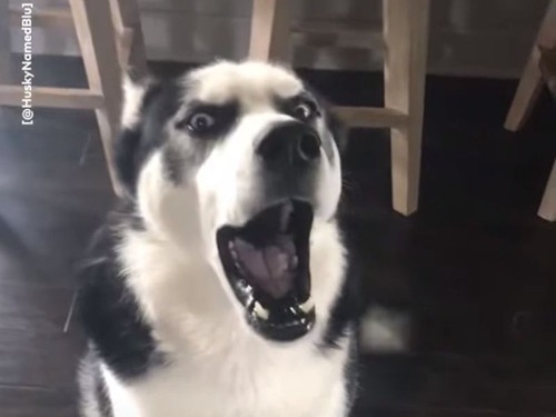 叱られると「わおーん」と鳴いて反抗してくるハスキー犬（動画）