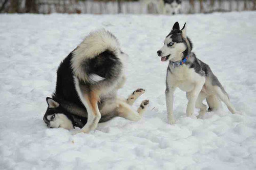犬っぽくない犬06