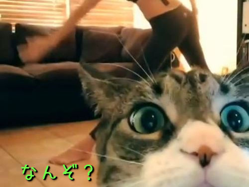 ヨガ撮影中に猫が00