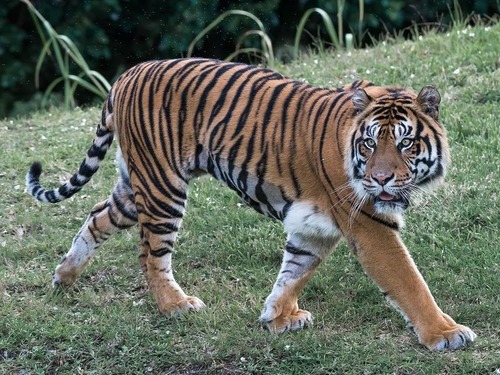 動物園から逃げ出したトラに遭遇したときのアドバイス