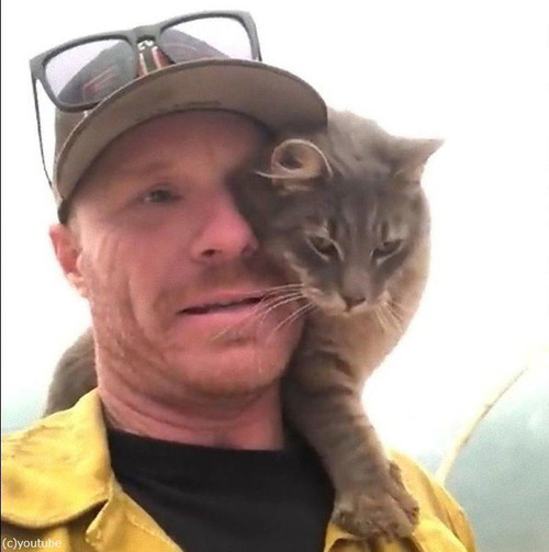 山火事から救出された猫04