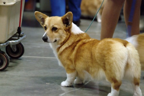 Welsh Corgi